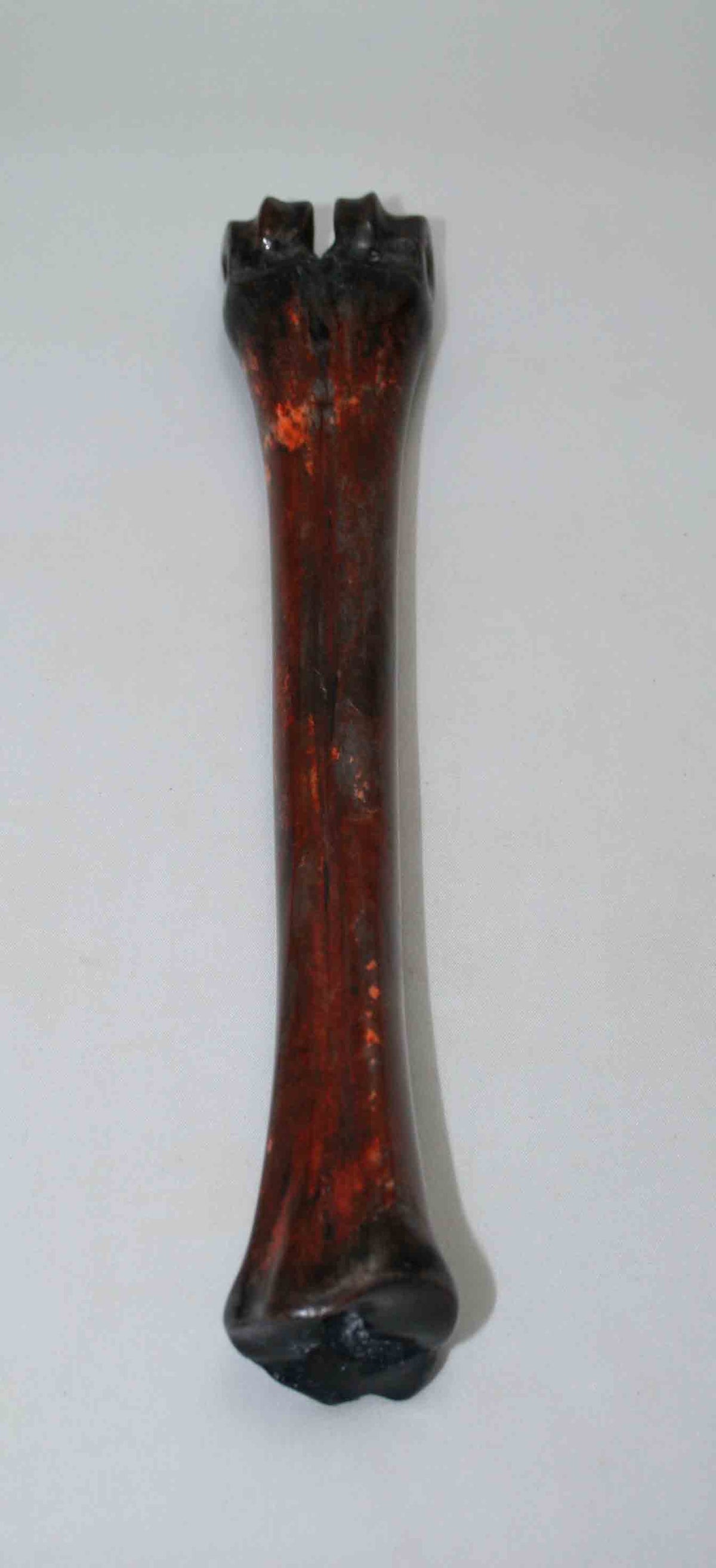 NB601NAM5 Wildebeest Bone