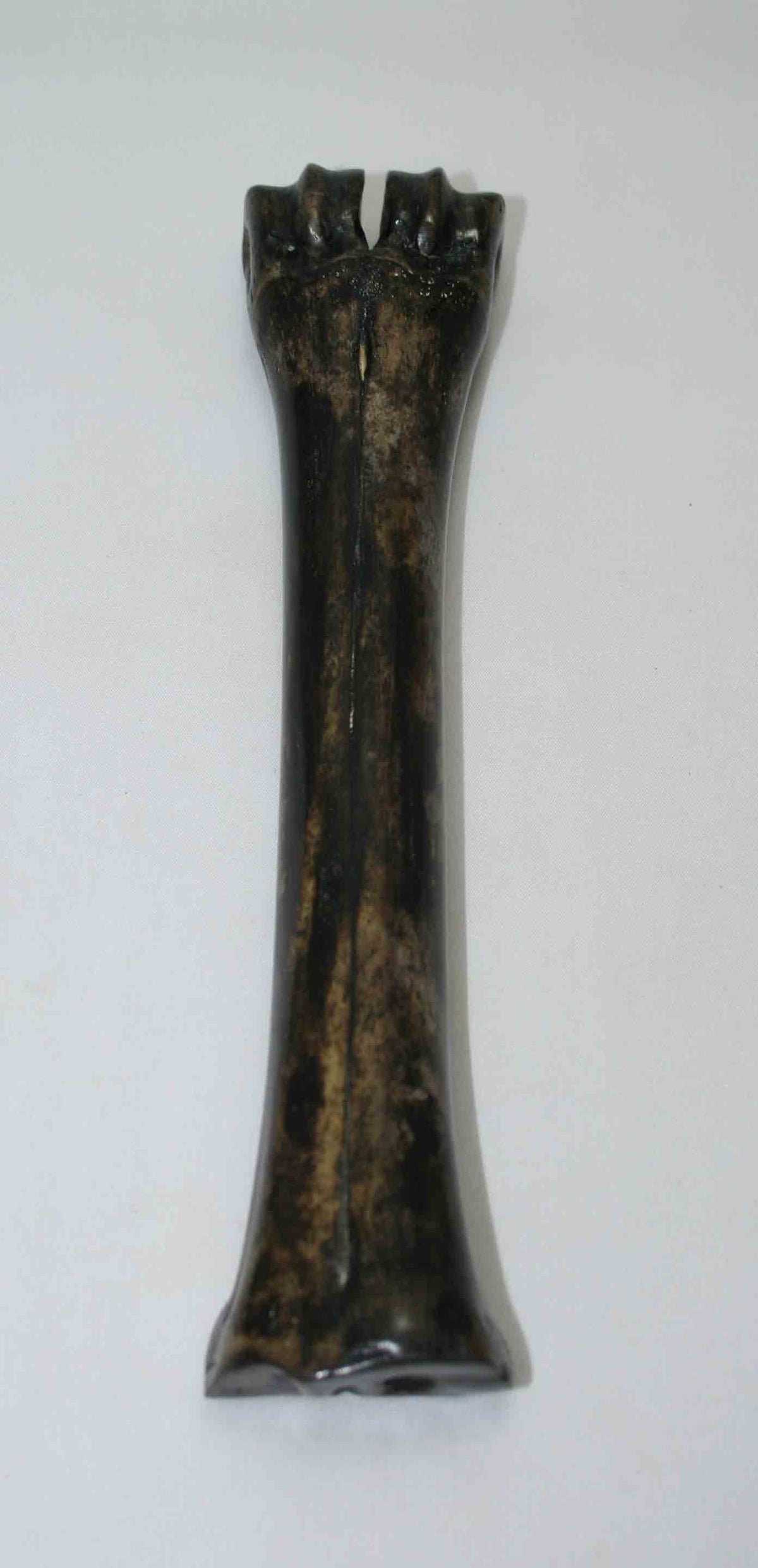 NB601NAM6 Wildebeest Bone