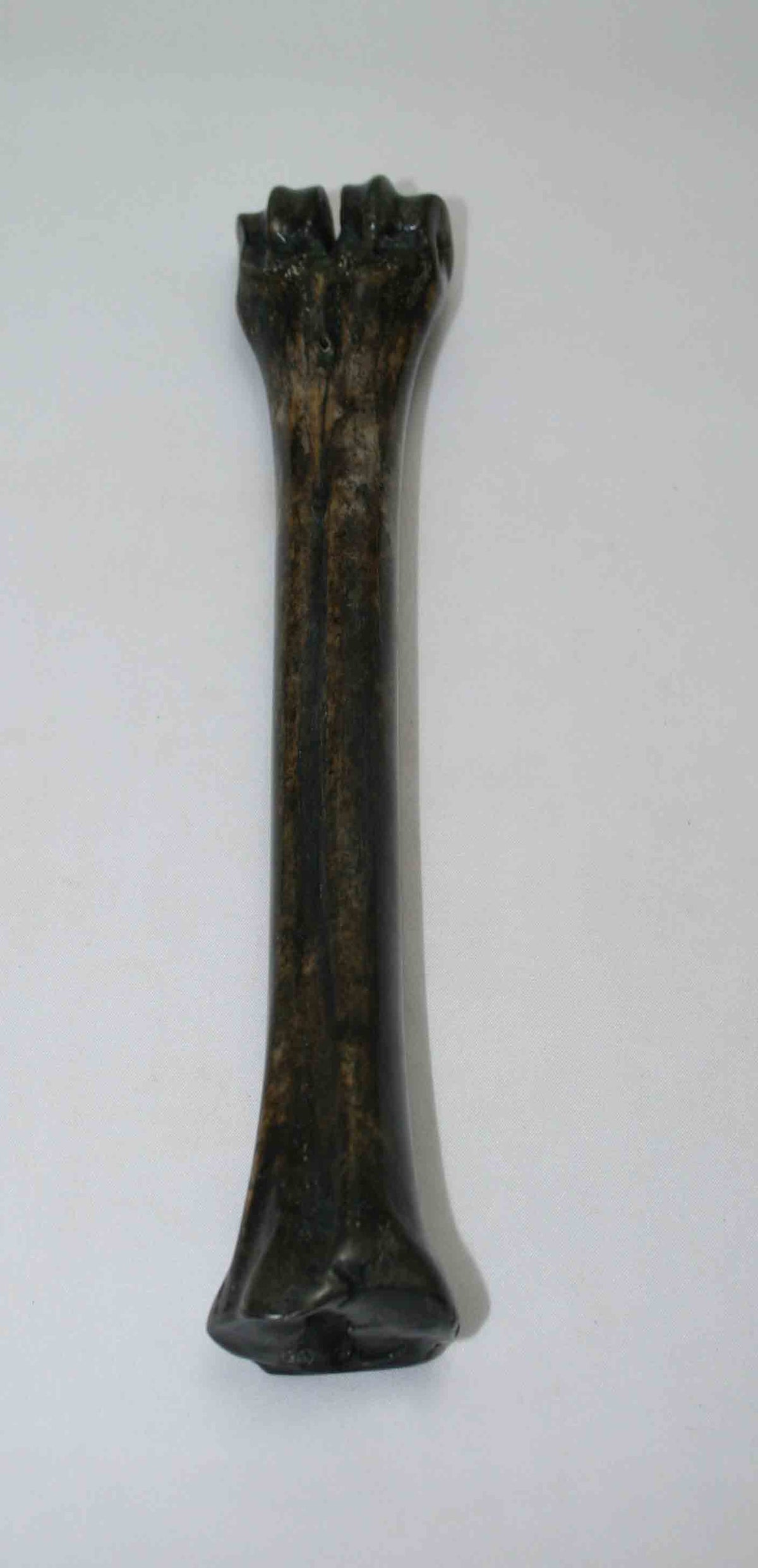 NB601NAM7 Wildebeest Bone