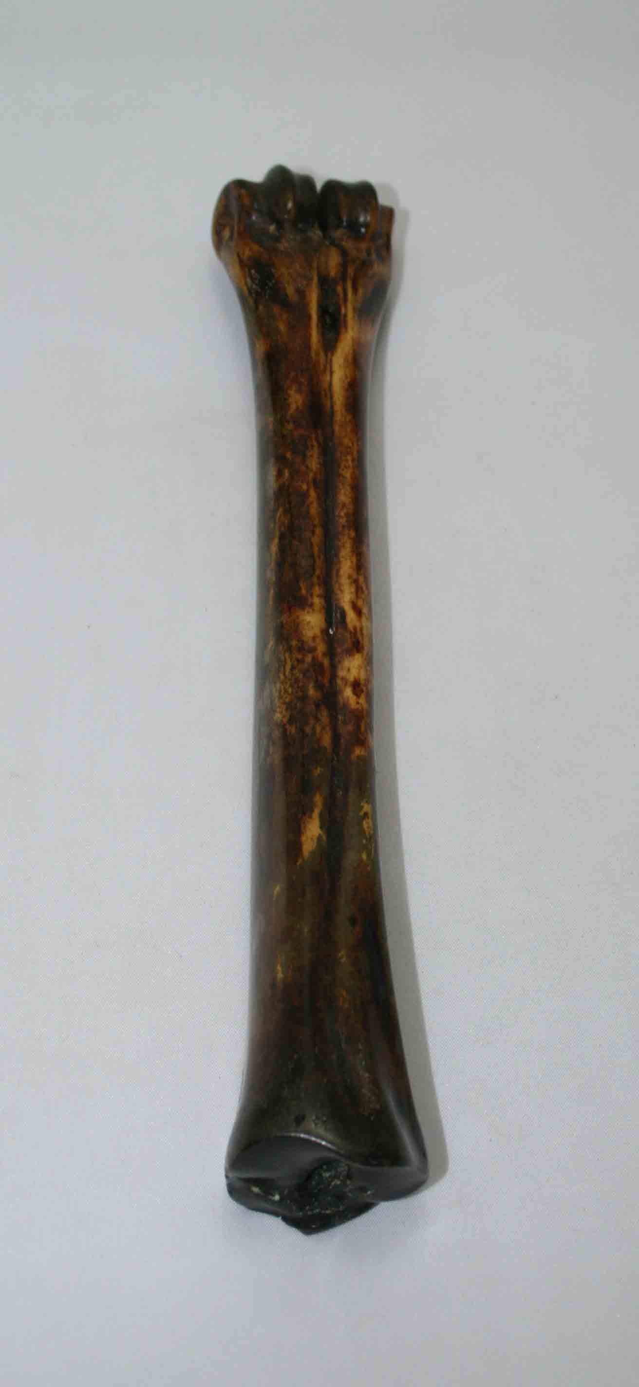 NB601NAM9 Wildebeest Bone