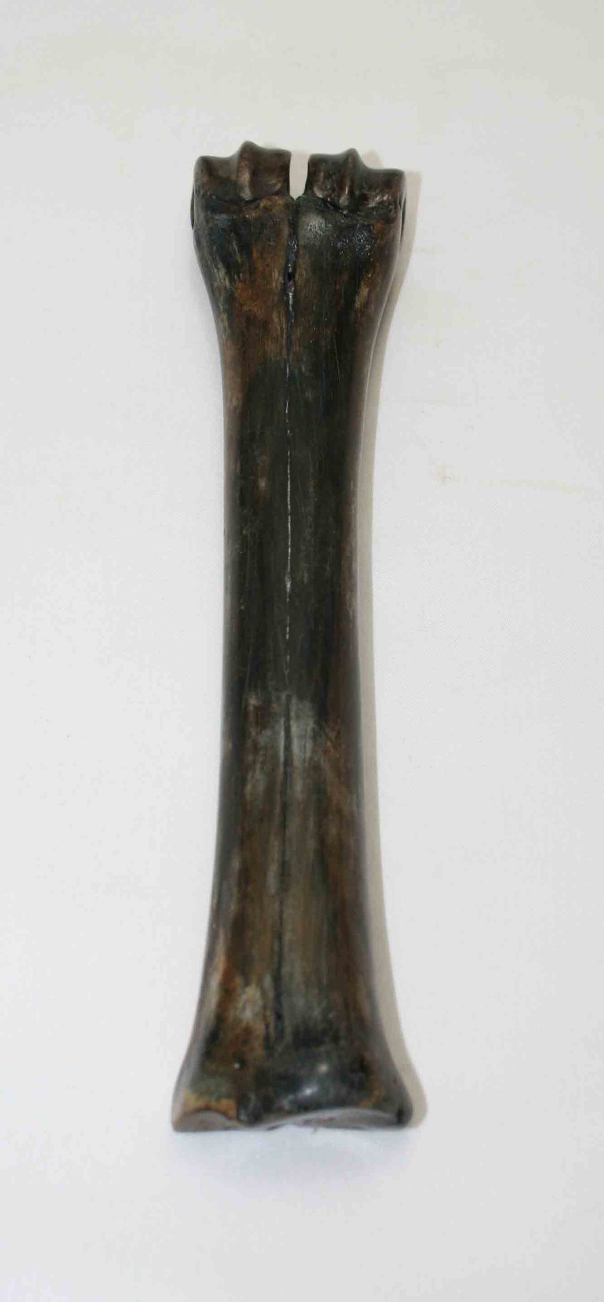 NB601NA11 Wildebeest Bone 9.00'' x 1.08" x 0.80'' inch