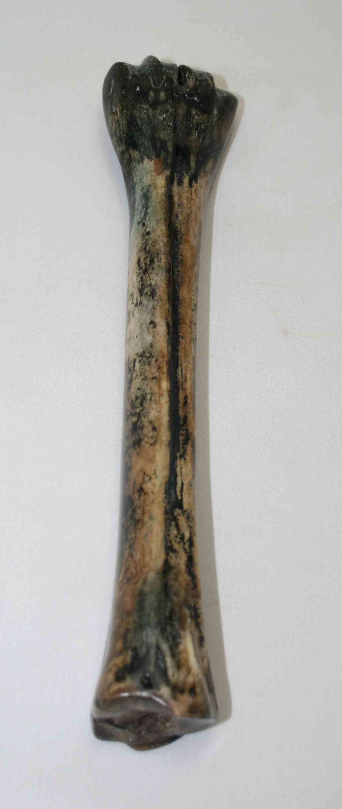 NB601NA18 Wildebeest Bone 10.00'' x 1.02" x 0.97'' inch