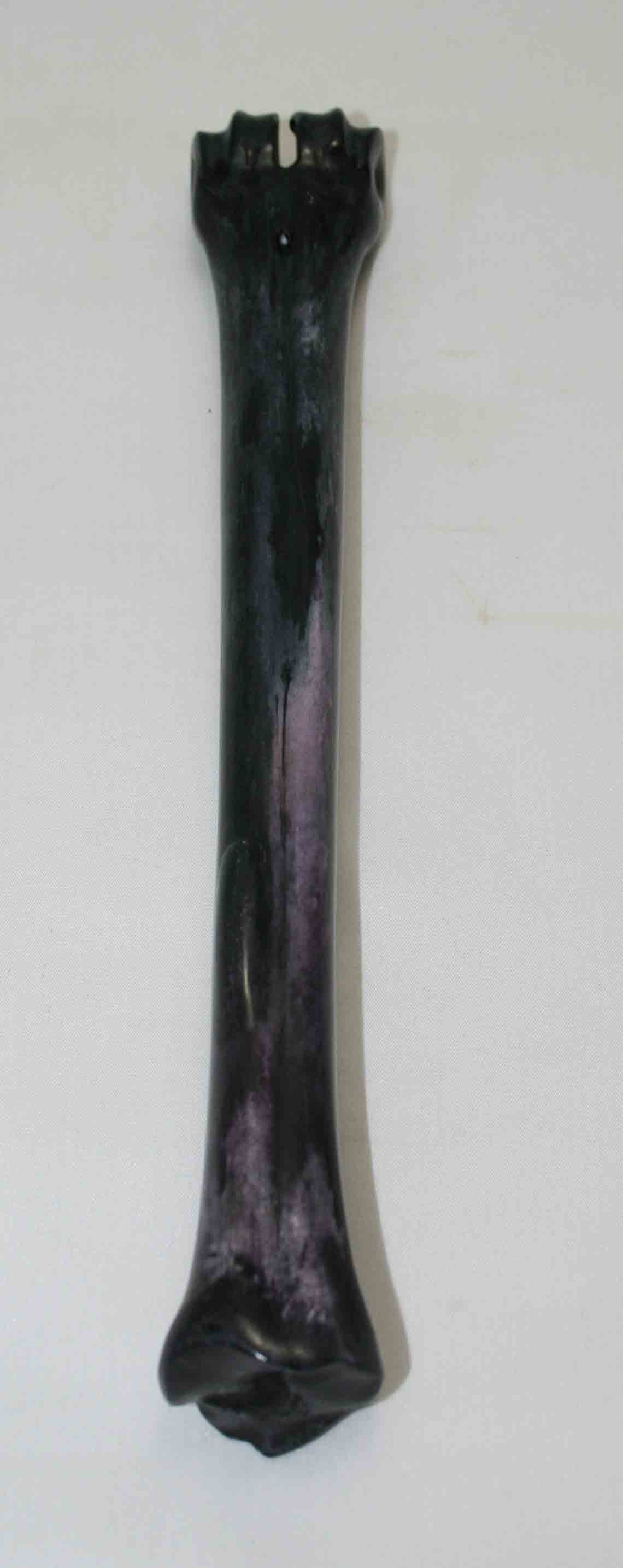 NB601NA1 Wildebeest Bone 10.00'' x 0.84" x 0.83'' inch