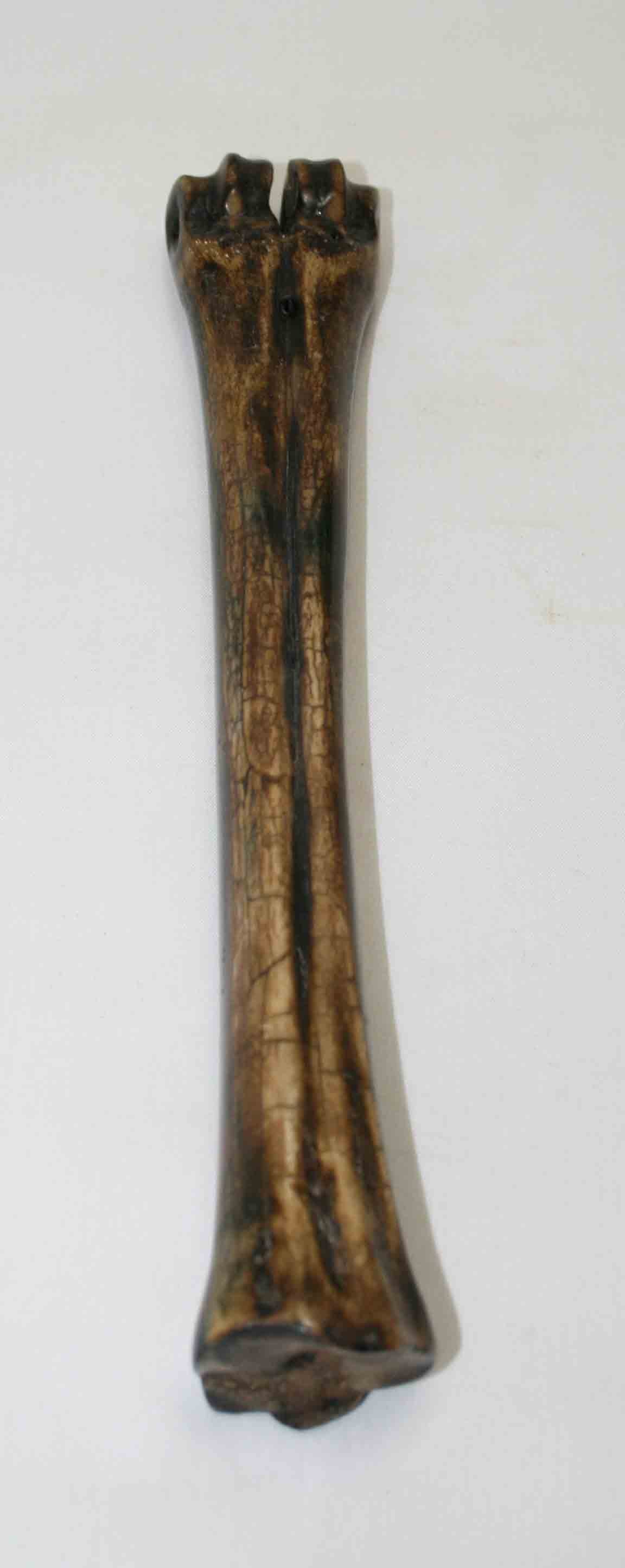 NB601NA20 Wildebeest Bone 9.50'' x 0.90" x 0.82'' inch