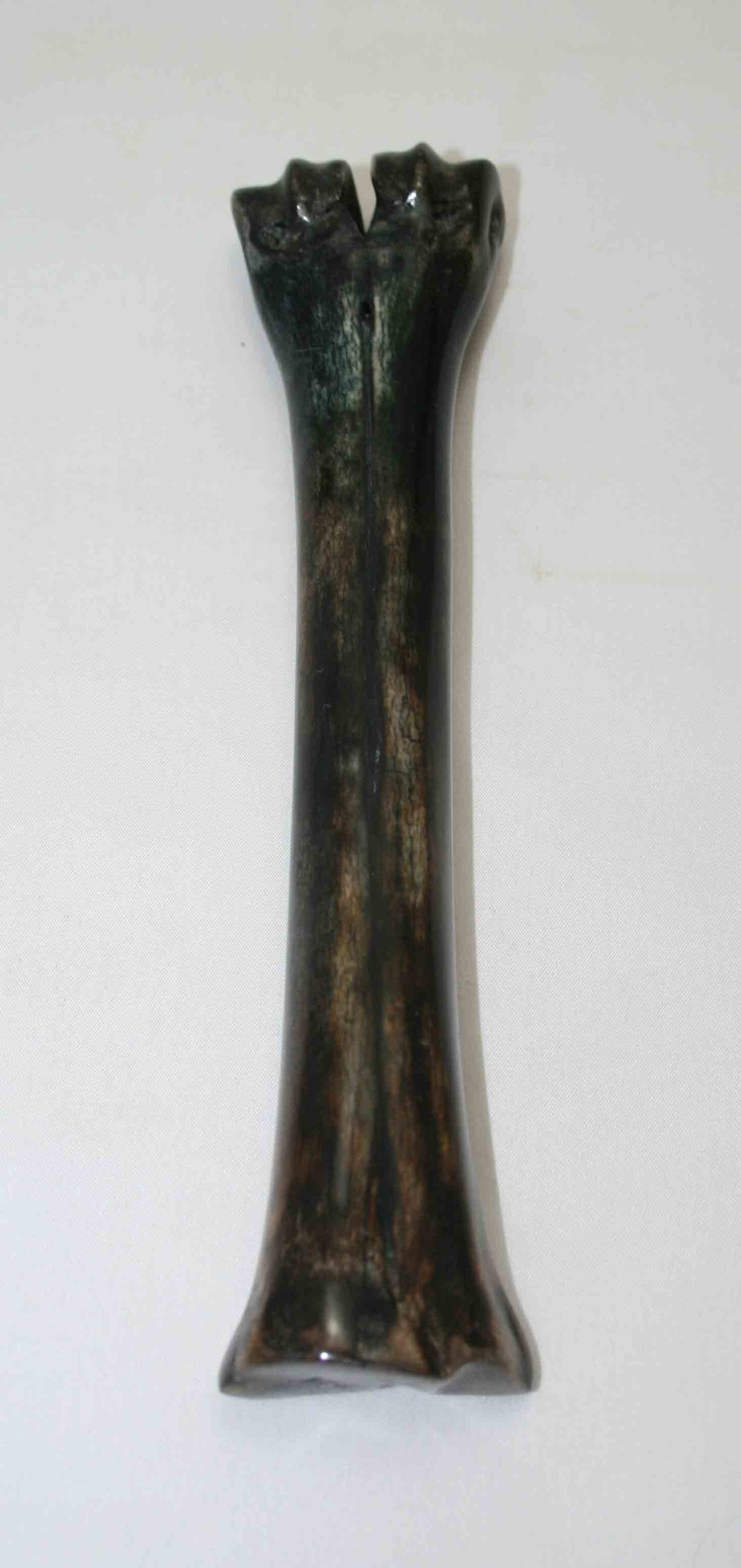 NB601NA9 Wildebeest Bone 8.75'' x 0.98" x 0.74'' inch