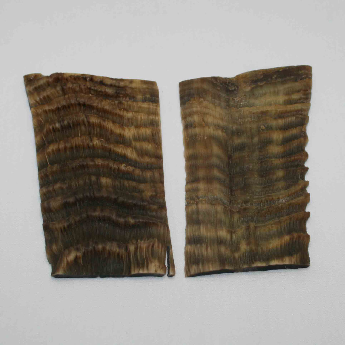 NB603MMA4 Waterbuck Horn Scales