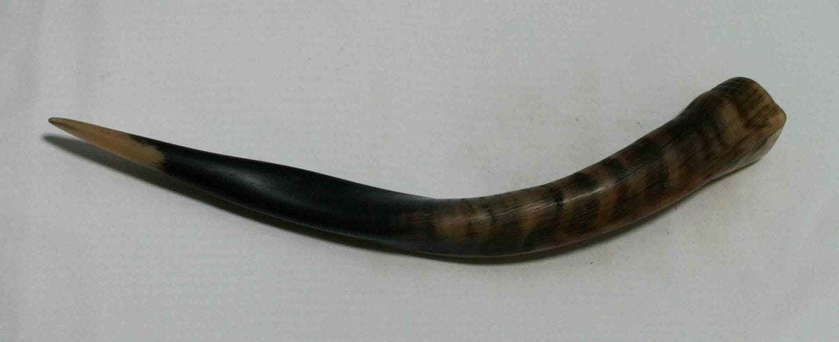 NB611NA1 Njala Whole Horn 15.50" x top end 1.93" x 1.51" inch