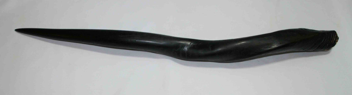NB612LG3 Eland Whole Horn