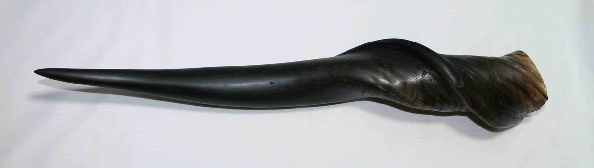 NB612NA2 Eland Whole Horn 19.50" x Top end 3.13" x 2.59" inch