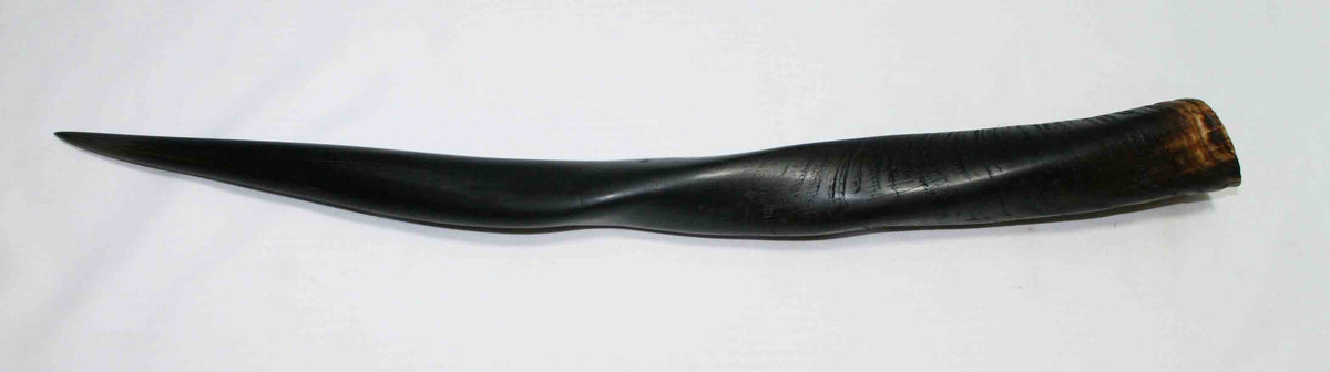 NB612NA4 Eland Whole Horn 22.00" x Top end 2.06" x 1.86" inch