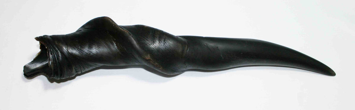 NB612MMA1 Eland Whole Horn