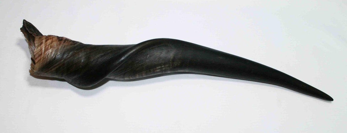 NB612MMA5 Eland Whole Horn