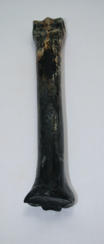 NB701MAN18 Zebra Bone