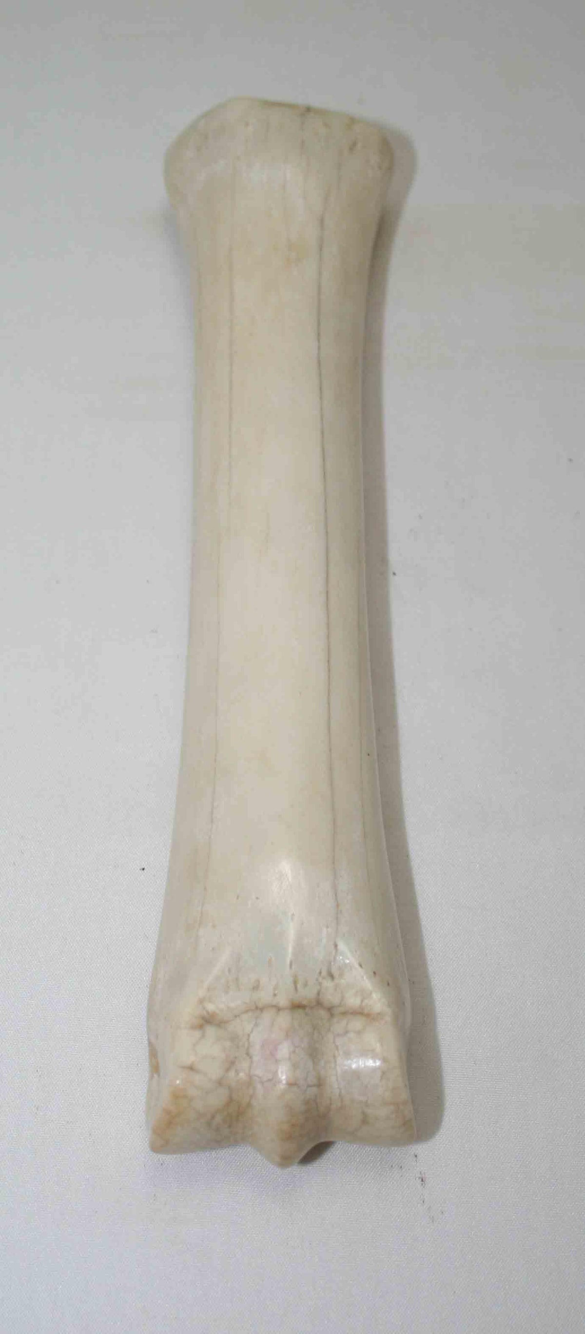 NB701MMA14 Zebra Bone