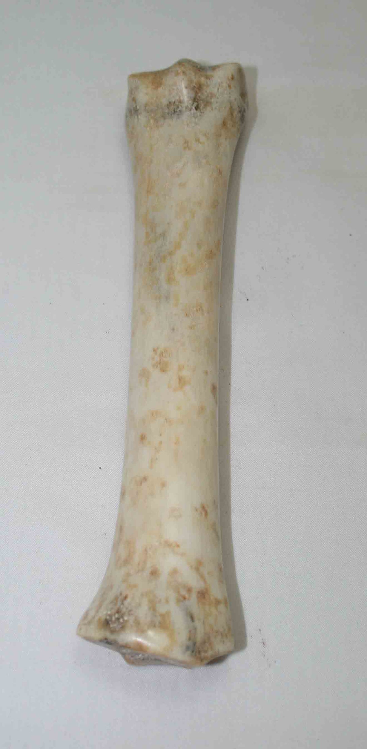 NB701MMA2 Zebra Bone