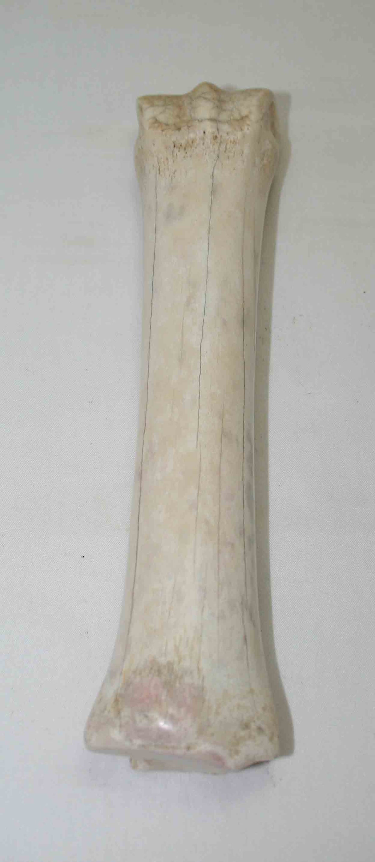 NB701MMA5 Zebra Bone