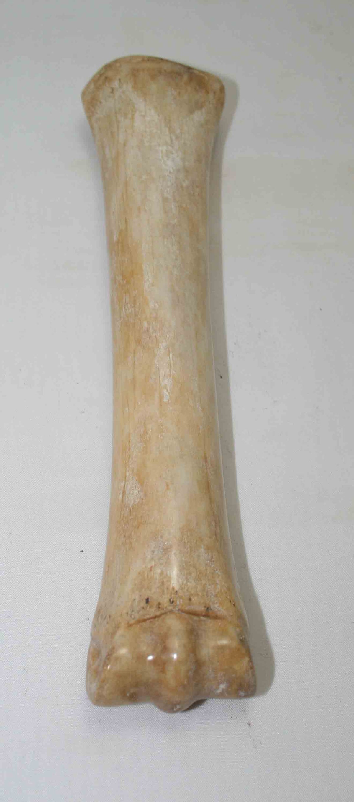 NB701MMA9 Zebra Bone