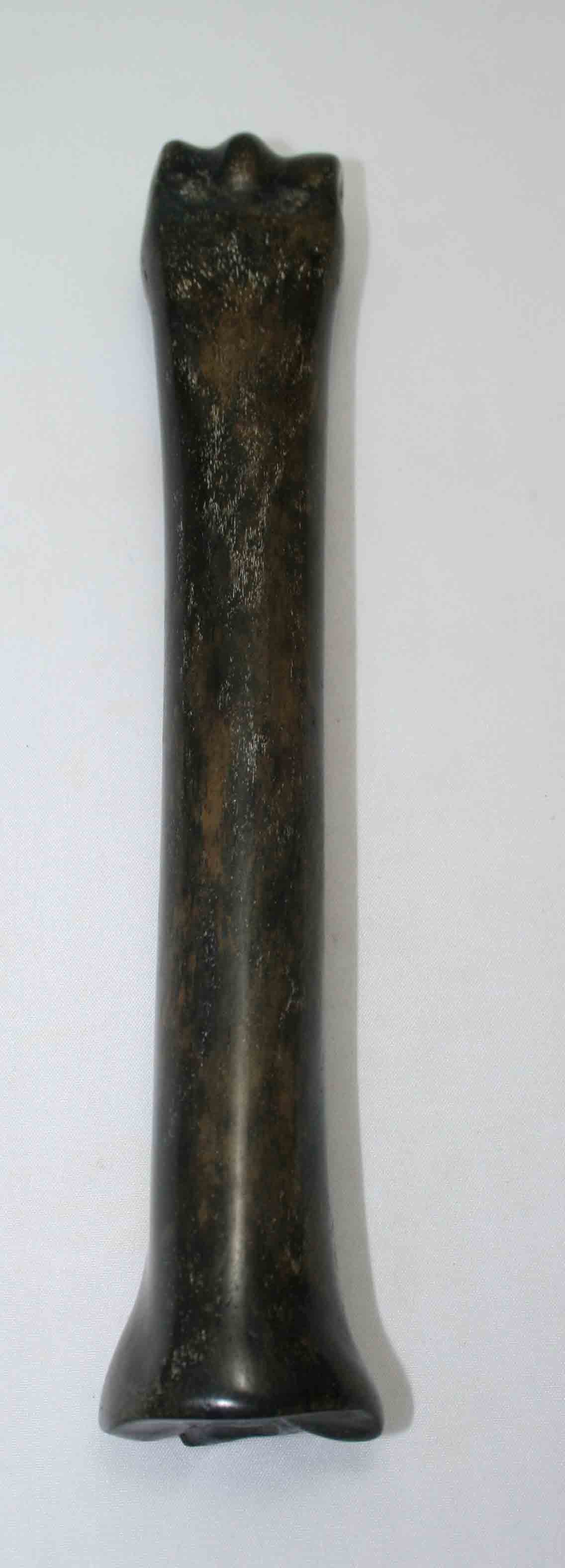 NB701NAM13 Zebra Bone