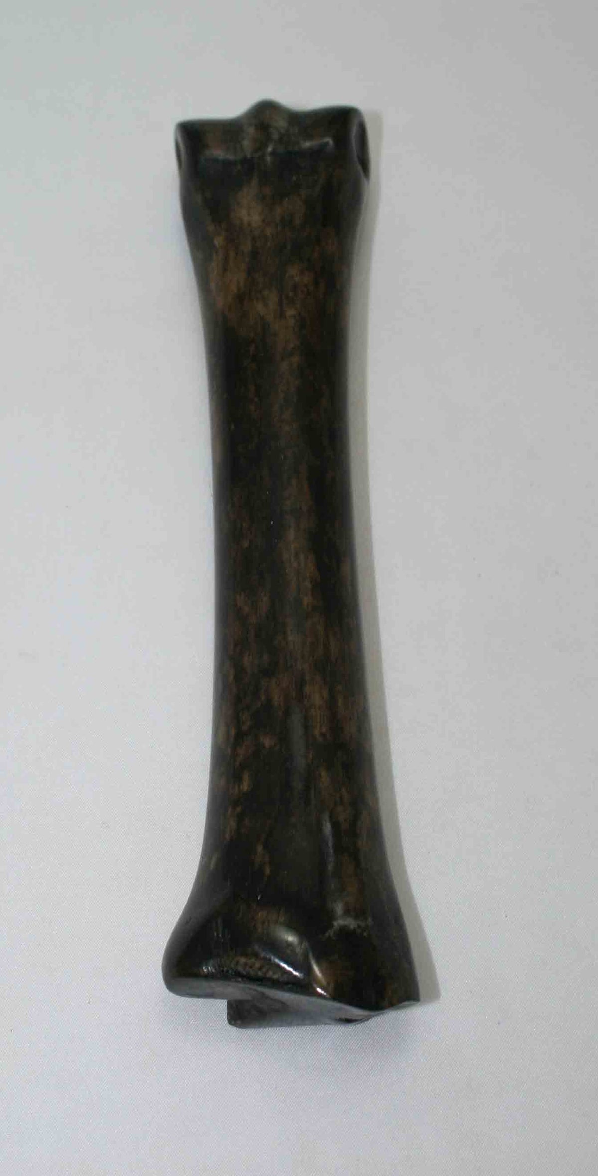 NB701NAM23 Zebra Bone