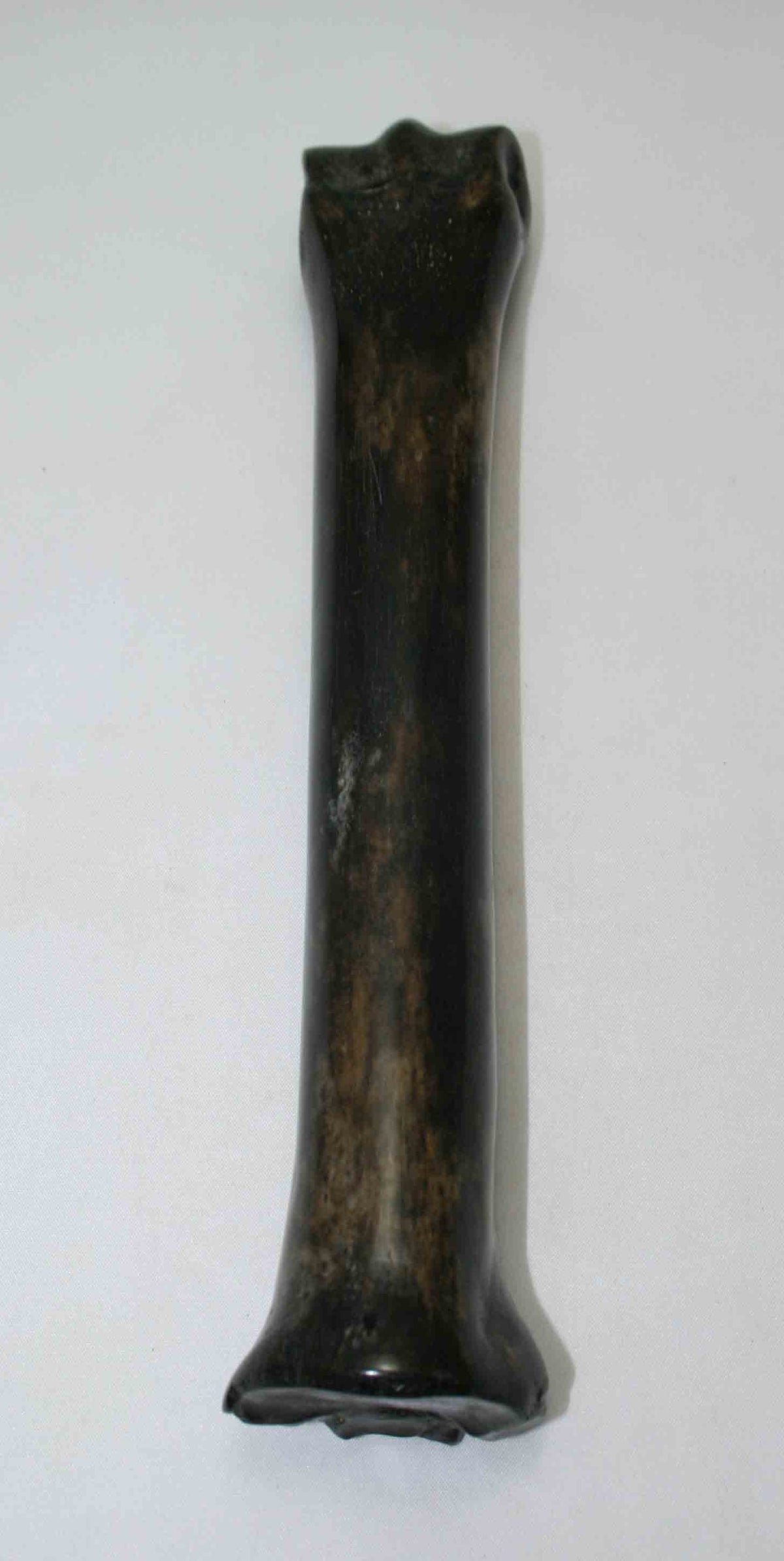 NB701NAM37 Zebra Bone