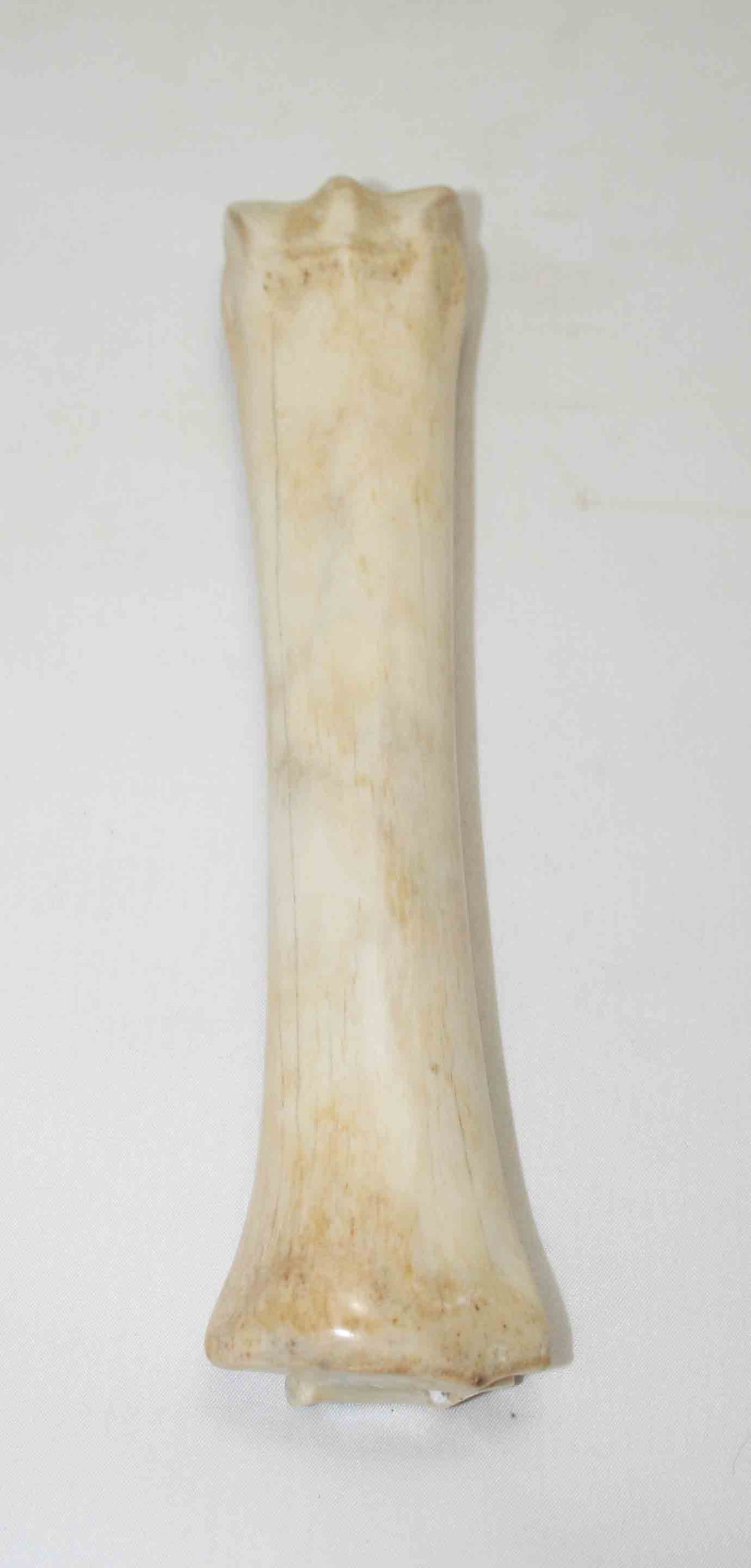 NB701NA10 Zebra Bone 8.00" x 1.16" x 0.89" inch