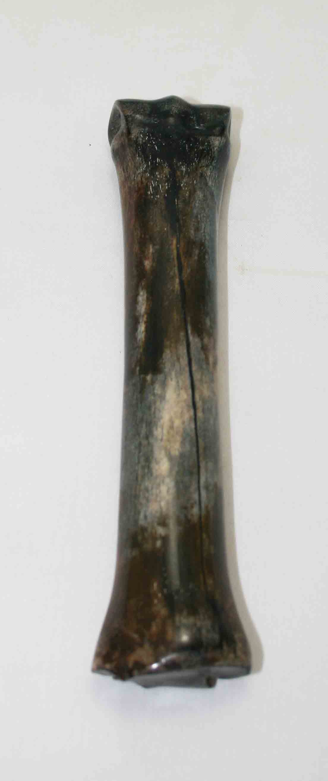 NB701NA1 Zebra Bone 7.50" x 1.13" x 0.84" inch