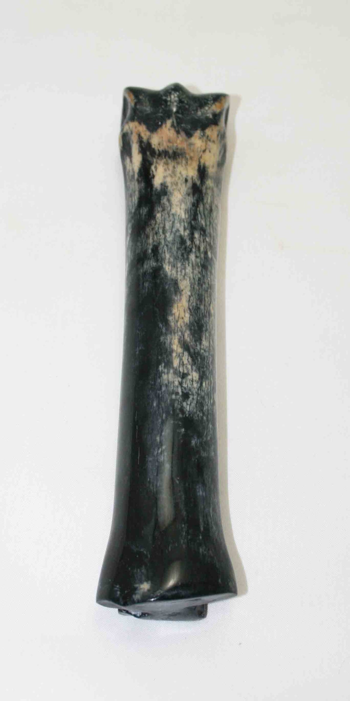 NB701NA20 Zebra Bone 8.00" x 1.27" x 0.96" inch