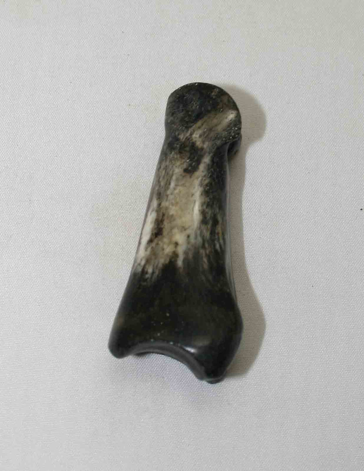 NB616LG9 Carpal Bone - Wildebeest (medium)