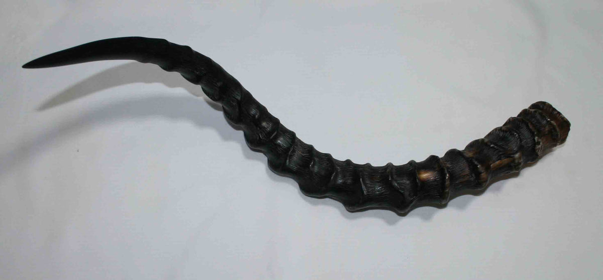 NB802LG1 Impala Whole Horn