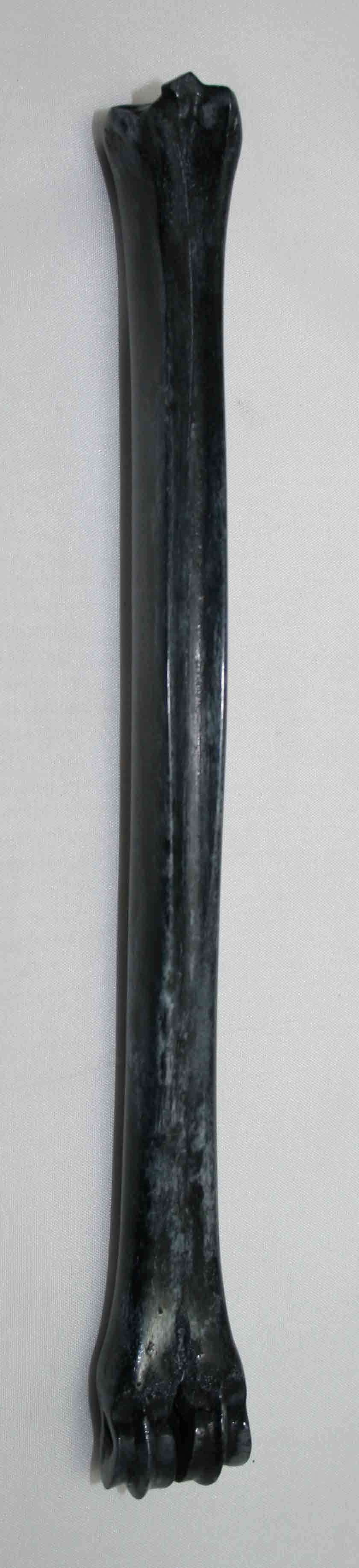 NB801LG2 Impala Bone