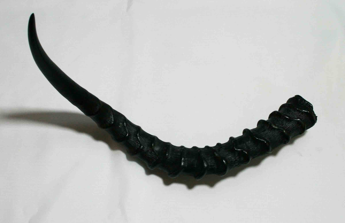 NB802LG2 Impala Whole Horn