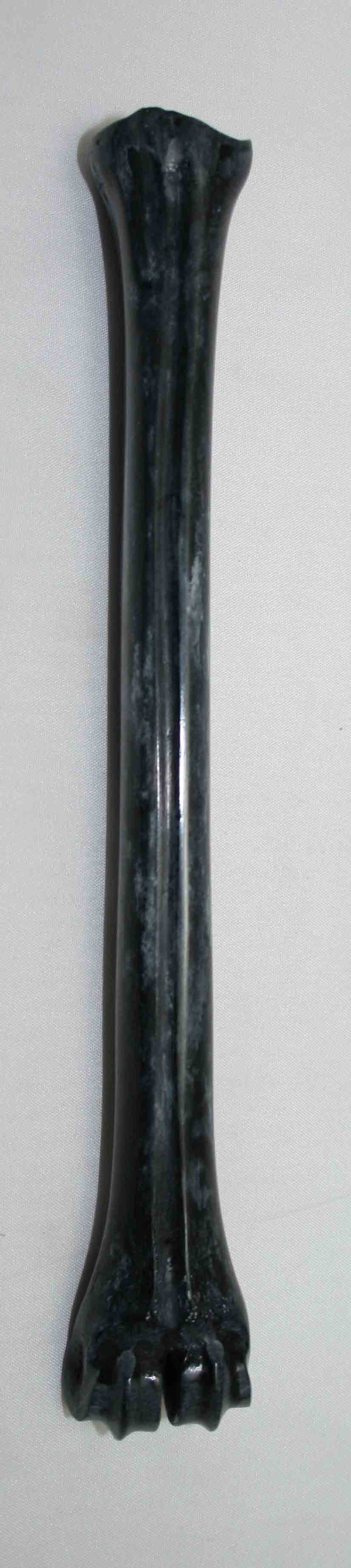 NB801LG4 Impala Bone