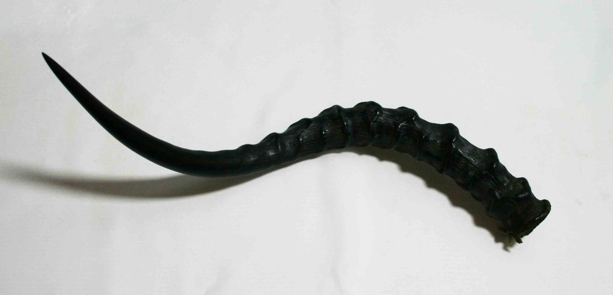 NB802LG4 Impala Whole Horn