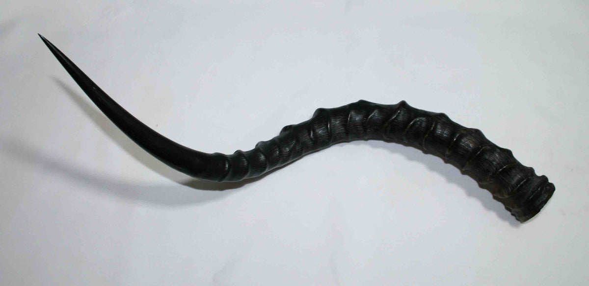 NB802LG6 Impala Whole Horn