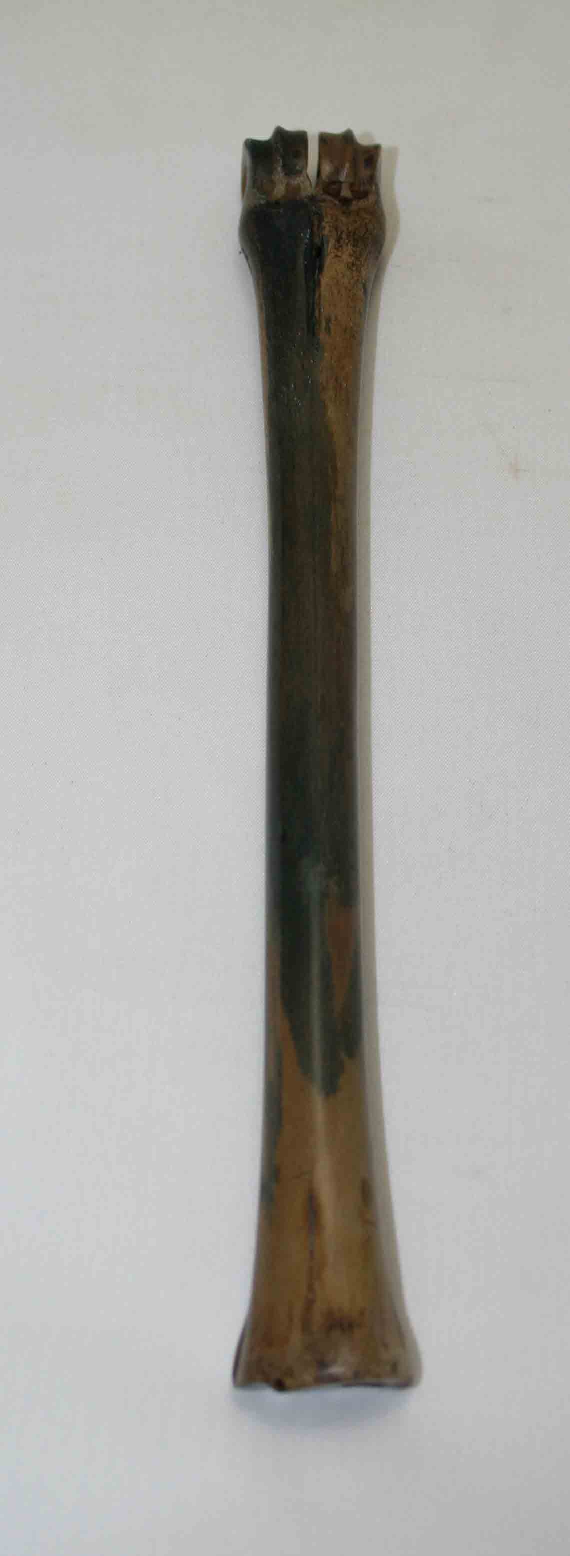 NB801NA2 Impala Bone 9.25" x 0.62" x 0.56" inch