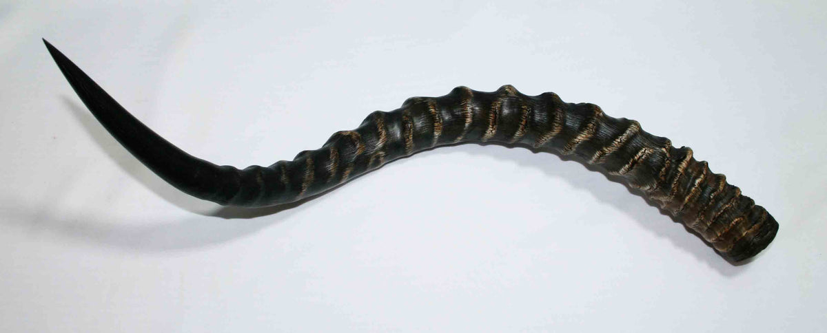 NB802JS2 Impala Whole Horn