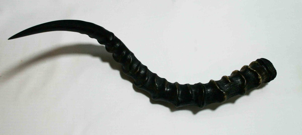 NB802JS3 Impala Whole Horn