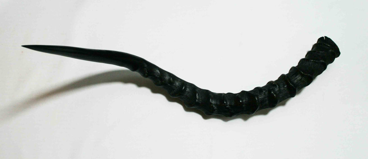 NB802JS4 Impala Whole Horn