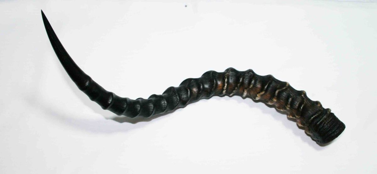 NB802JS5 Impala Whole Horn