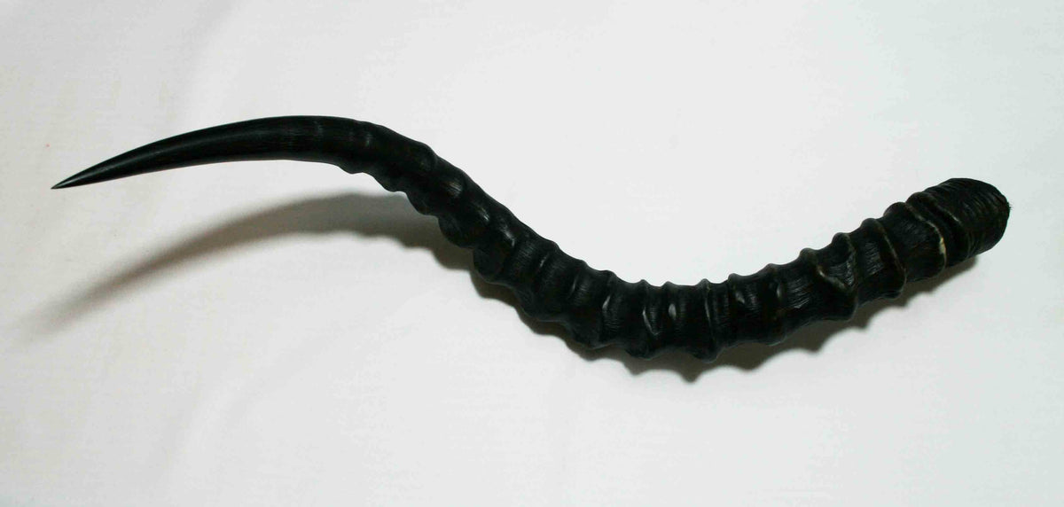 NB802JS7 Impala Whole Horn