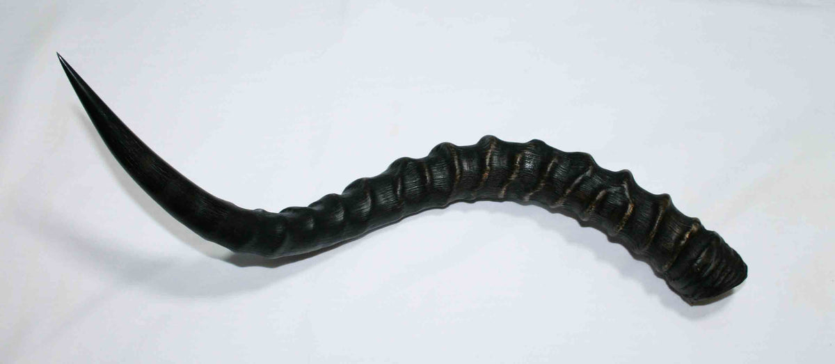 NB802JS9 Impala Whole Horn