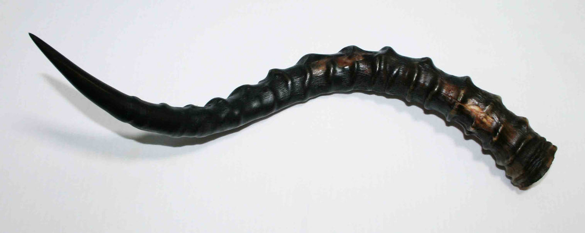 NB802MMA1 Impala Whole Horn