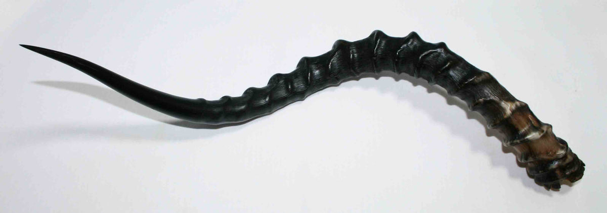 NB802MMA2 Impala Whole Horn