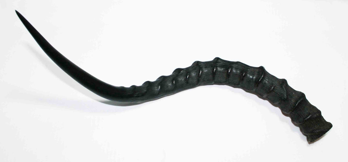 NB802MMA3 Impala Whole Horn