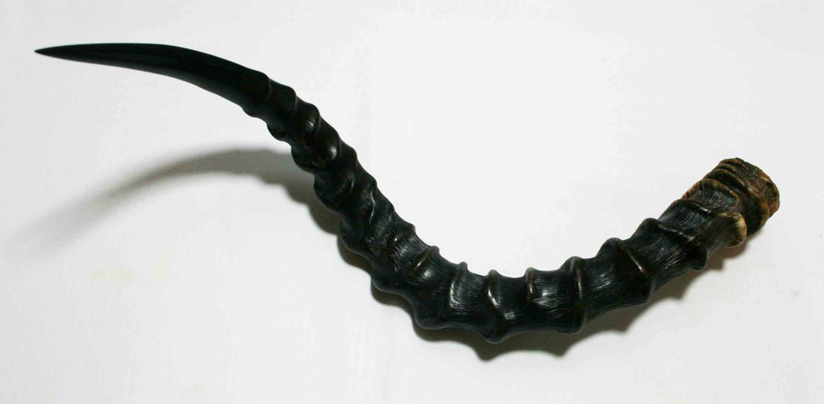 NB802MMA4 Impala Whole Horn