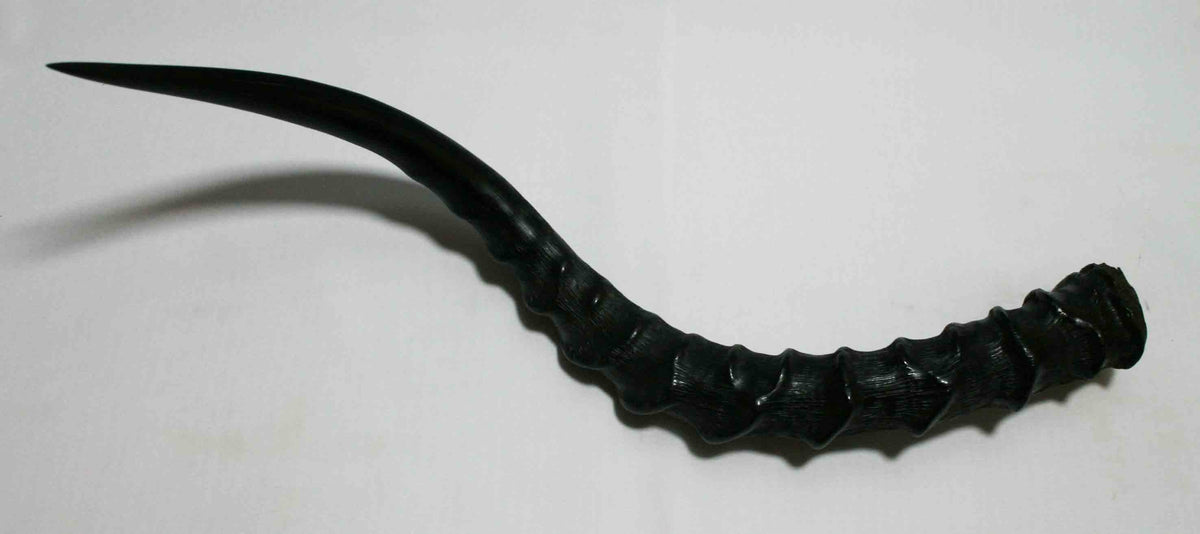 NB802MMA5 Impala Whole Horn