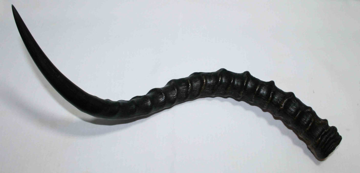 NB802MMA6 Impala Whole Horn