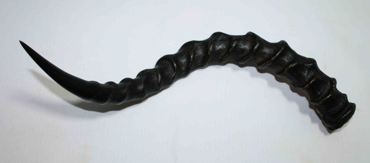 NB802MMA7 Impala Whole Horn