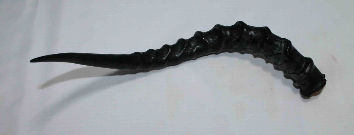 NB802NA3 Impala Whole Horn 13.00" x top end 1.18" x 1.44" inches