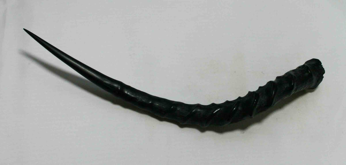 NB802NA4 Impala Whole Horn 14.50" x top end 1.54" x 1.28" inches